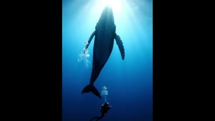 忘忧草影院在线视频 - 深蓝星球：探索海洋深处的未知世界